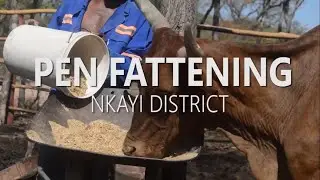 PEN FATTENING IN NKAYI DISTRICT