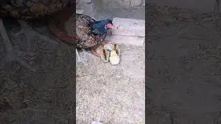 white heavy buff ka chicks a gya #viralshort #pigeon #petsvlog #bird #fancyhens #fancybirds