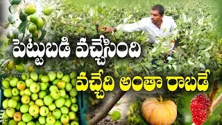 పండ్ల తోటలో బహుళ పంటలు | కశ్మీర్ ఆపిల్ బేర్, జామ, మునగ, కూరగాయలు | Multicrop Farming | Surendra