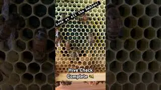 Hive check complete 🐝 #BeekeeperLife#BeeEducation#BeeConservation#BeeFriendly#BeeAware#BeesMatter