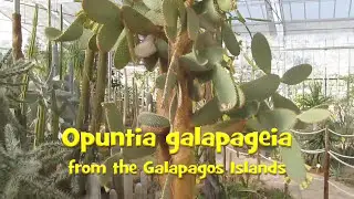 Opuntia galapageia  Rare opuntia species