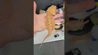 Crush shipped out today! safe travels champ! #reptiles #beardeddragon #viral #fyp #lizard #feeding