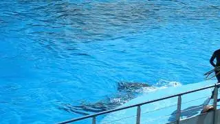 Marineland 2011 dauphin2