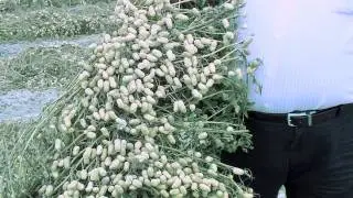 2011 Georgia Peanut Tour