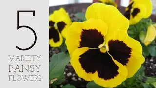 5 Variety Pansy Plant Part  - 3 | Types of Pansy Plant