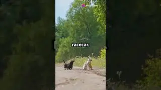 Paws & Play  A Day Out with Doggos!
