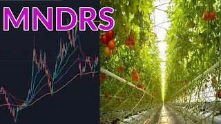Menderes hisse puanı, sera yatırımları #mndrs