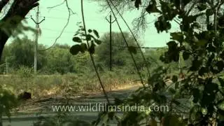Agricultural land in Solapur