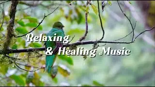 Relaxing Music for Sleep & Focus | Calm Your Mind, Study with Pavonine Quetzal