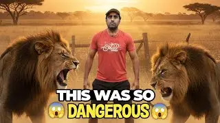 Badshah Ban’ne Ki Jung! 🦁 Dono Lions Aamne Saamne 😱 | Waqas Wild Farm