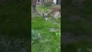 Very sweet dog looking for her forever home - Cuki kutyus gazdit keres