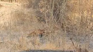 Daytime Fox Sighting in Southern Sweden