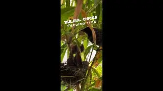 Bulbul Chicks Grow Fast! 🐣🌿 | Incredible Feeding Time & Behavior Update