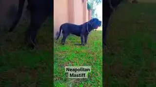 Our Boy: Neapolitan Mastiff Dog 🐕. #neapolitanmastiff #dogs #pets #shorts