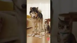 Chaos Breaks Loose Between an Alaskan Malamute and a Curious Cat 🐺🐱 | Pet Chaos House #pets #animals