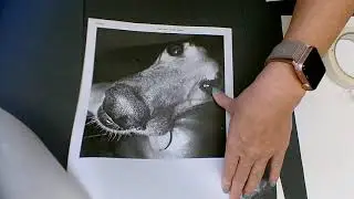 Beginning Animal Portrait:  How to trace and transfer image to paper