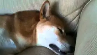 Remy has nightmares