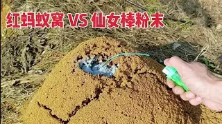 Destroying Ant Nests with Fireworks and Gunpowder: Extreme Pest Control Experiment!