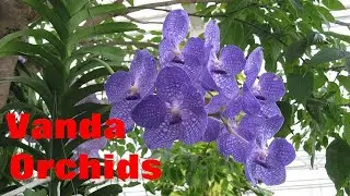 Plant Traveller: Vanda Orchids #epiphytes
