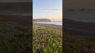 Prettiest beach in SF Bay Area! 🌊 Only 20 minutes from San Francisco! Wildflowers in bloom now 🌸✨