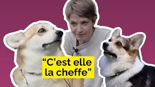 Histoires de chiens - Triumph, Boy et Emeline