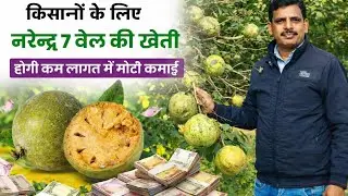 7 किलो वजन वाली नरेन्द्र बेल-7 किस्म | कम लागत में जबरदस्त कमाई Narendra Beal 7 (NB-7) variety