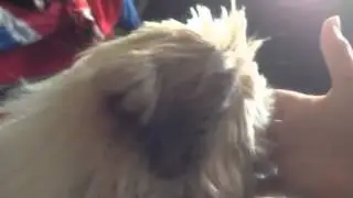 Stopping pod bite teething
