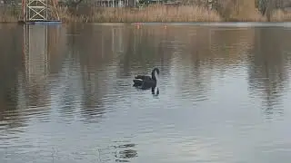 Vogels Ijzerenman Weert 2025
