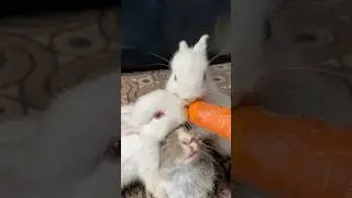 😍😍  #shorts #shortsfeed #trending #viral #rabbit #babyrabbit #newborn #pets #vlog