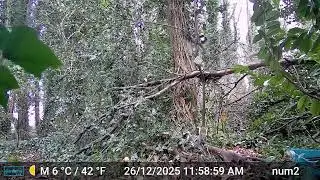Squirrels captured on wildlife cam, wildlife woodland nature footage 