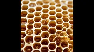 Why Hexagons Rule the World