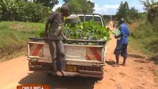 Omulimisa – Okulima Kkooko part B