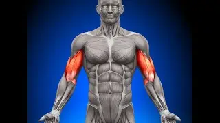 Allenare e Rinforzare al meglio Muscoli e Legamenti  - Tutte le fasi Muscolari
