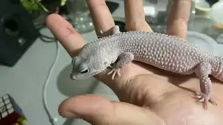 Genetica Diablo Blanco Leopard Gecko