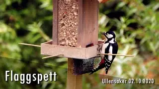 Flaggspett p&aring; fuglebrettet