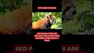#panda #redpanda #pups #puppy #adventure #animal #cutebaby #fact #animalshort #beauty #beautiful