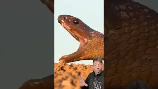 The Inland Taipan is TERRIFYING