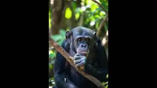 Top 10 Smartest Hunters in the animal kingdom
