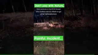 WILDLIFE IS GETTING ENDANGERED IN HYDERABAD😢SAVE FORESTS #saveforest #hcu #deforestation #savetrees