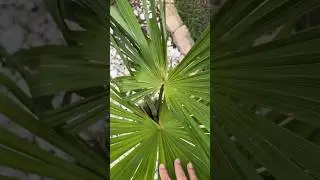 Dying Windmill Palm? 🌴🥺 #shorts #palmtree #garden