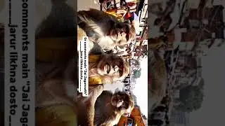 &ldquo;Sacred bells, smoky aarti, and one curious monkey 🐒🛕 #BanarasDiaries#TempleLife  #WanderWithChimp