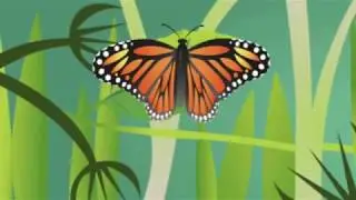 Daisy, Robin and me B OUP U8 Butterfly life cycle
