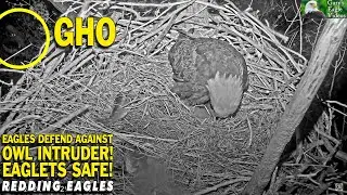 Redding Eagles ⚠️ Eagles Defend Against Owl Intruder ⚠️ Eaglets Safe