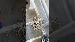 &ldquo;Sea Creature With Many Arms&hellip; and It&rsquo;s Terrifying 😳&rdquo; #shorts #wildlife #ocean