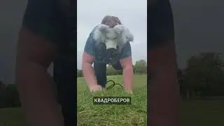 Шок! Стайное поведение квадроберов в городе #maratnews