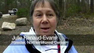 Shapleigh's Amazing Town Forest