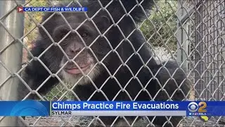 Chimpanzees Practice Evacuating From Wildlife Waystation
