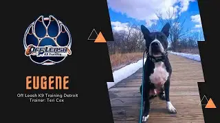 8yo Boxer/Pit mix &ldquo;Eugene&rdquo; | Unpredictable to Unbelievable Off Leash Obedience | DetroitTrainerTeri