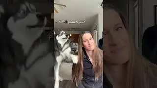 Мой пёс сходит с ума, когда я его игнорирую! (Он кричит на меня) #хаски #хаски #собачьишорты #собаки