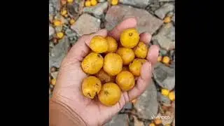 Remedio Casero. EL FRUTO DEL JOBO